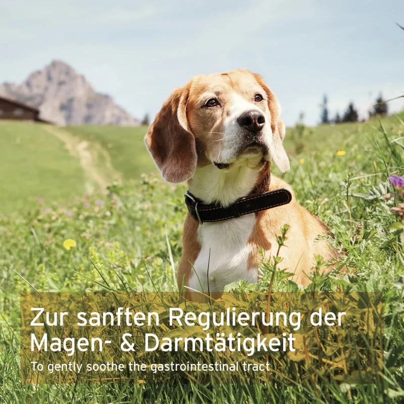 AniForte MagenSanft Granulatpulver für Hunde – Natürliche Unterstützung bei Verdauungsproblemen & weichem Kot