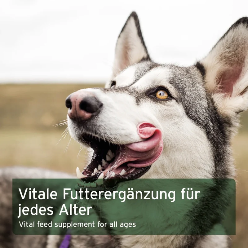 AniForte Gemüse-Kräuter Vielfalt – Natürliche BARF-Flocken für vitale Hunde