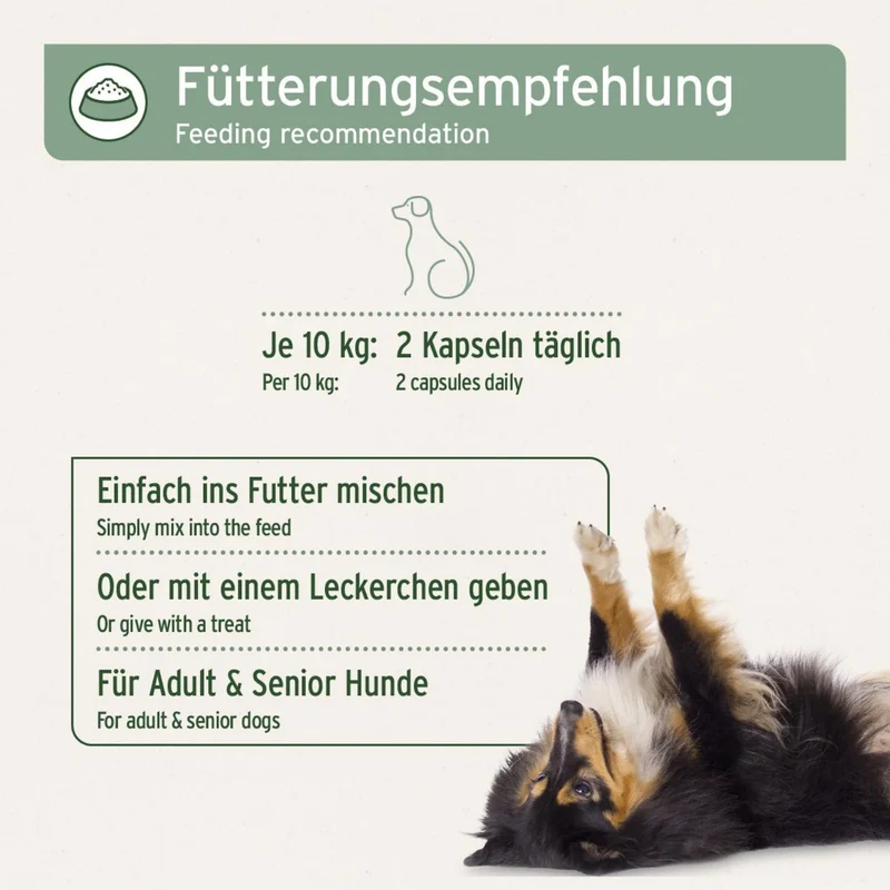 AniForte Teufelskralle Kapseln für Hunde – Natürliche Unterstützung für bewegliche Gelenke & geschmeidige Muskeln