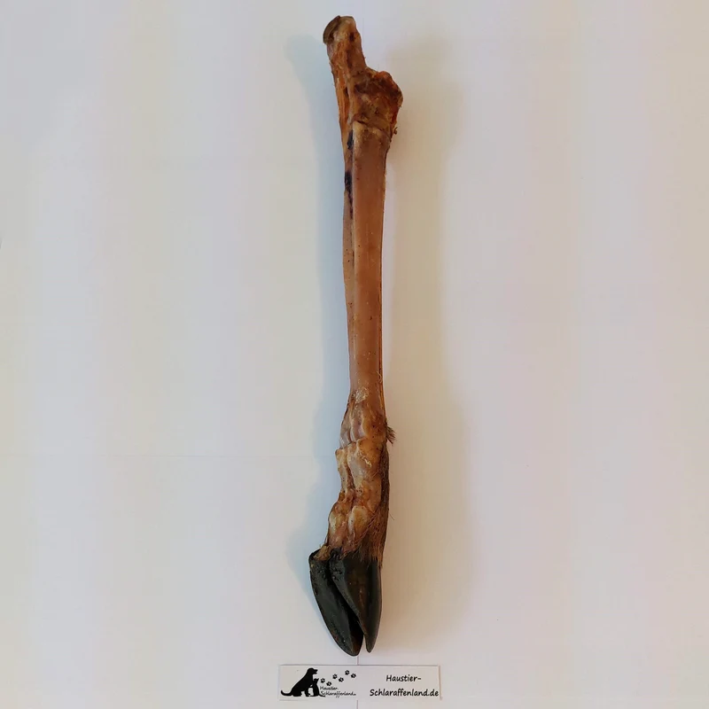 Hirsch-Hinterbein