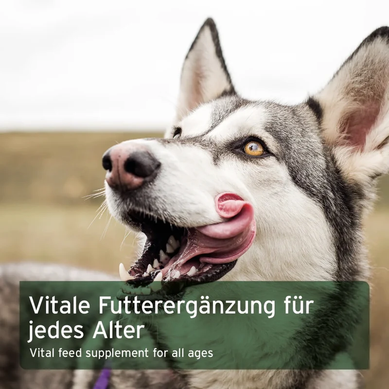 AniForte Kartoffelflocken für Hunde – Getreidefreie BARF-Ergänzung, Proteinreich & Glutenfrei, Natürliche Ballaststoffe