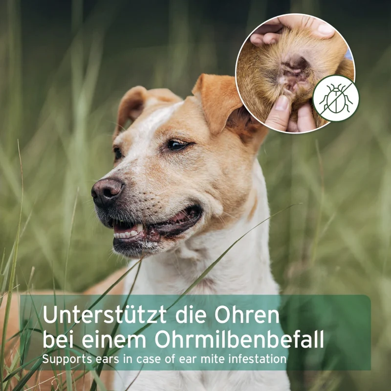 AniForte Ohrmilbenöl für Hunde – Natürliche Pflege bei Juckreiz, Ohrmilben & gereizten Ohren, sanfte Formel mit einfacher Anwendung