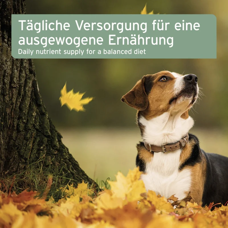 AniForte Leinöl für Hunde – Kaltgepresst für glänzendes Fell & gesunde Haut – reich an Omega-3 & 6