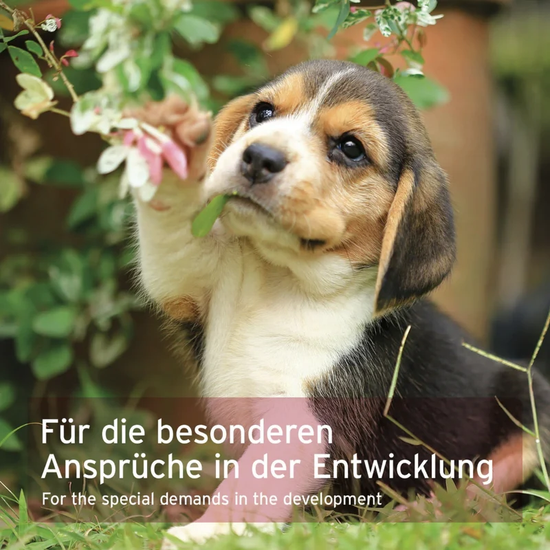 AniForte Junior Active – Natürliche Nahrungsergänzung für Welpen & Junghunde mit Grünlippmuschel, Teufelskralle & Vitaminen