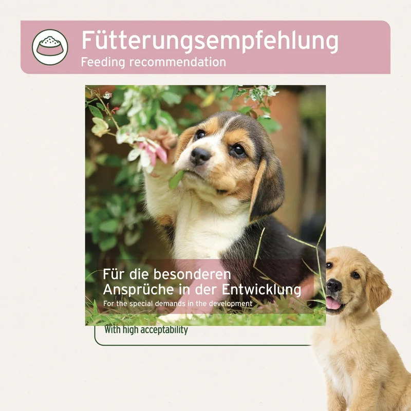 AniForte Junior Active – Natürliche Nahrungsergänzung für Welpen & Junghunde mit Grünlippmuschel, Teufelskralle & Vitaminen