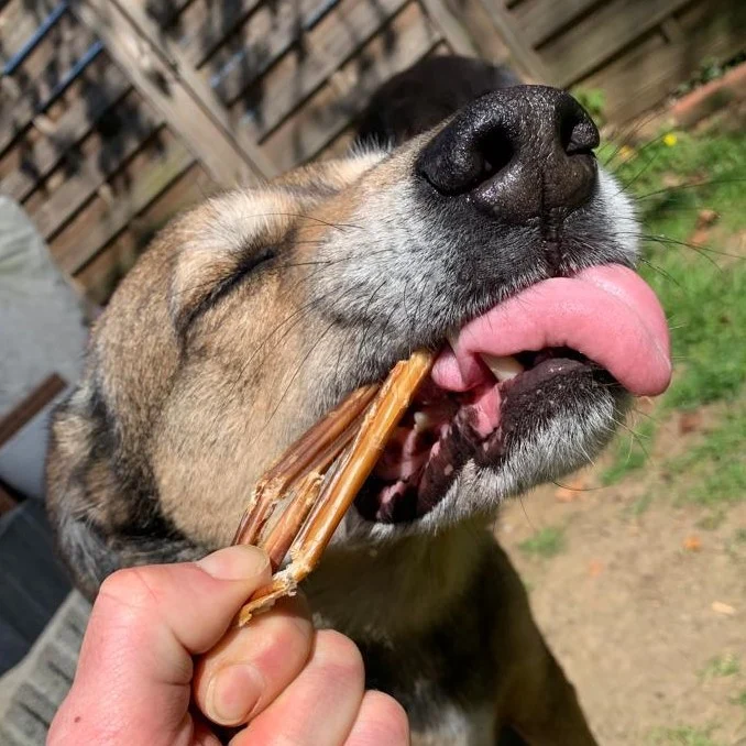 Schweine-Darmstangen 20cm - Schweine-Spaghetti