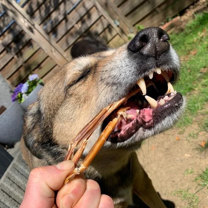 Schweine-Darmstangen 20cm - Schweine-Spaghetti