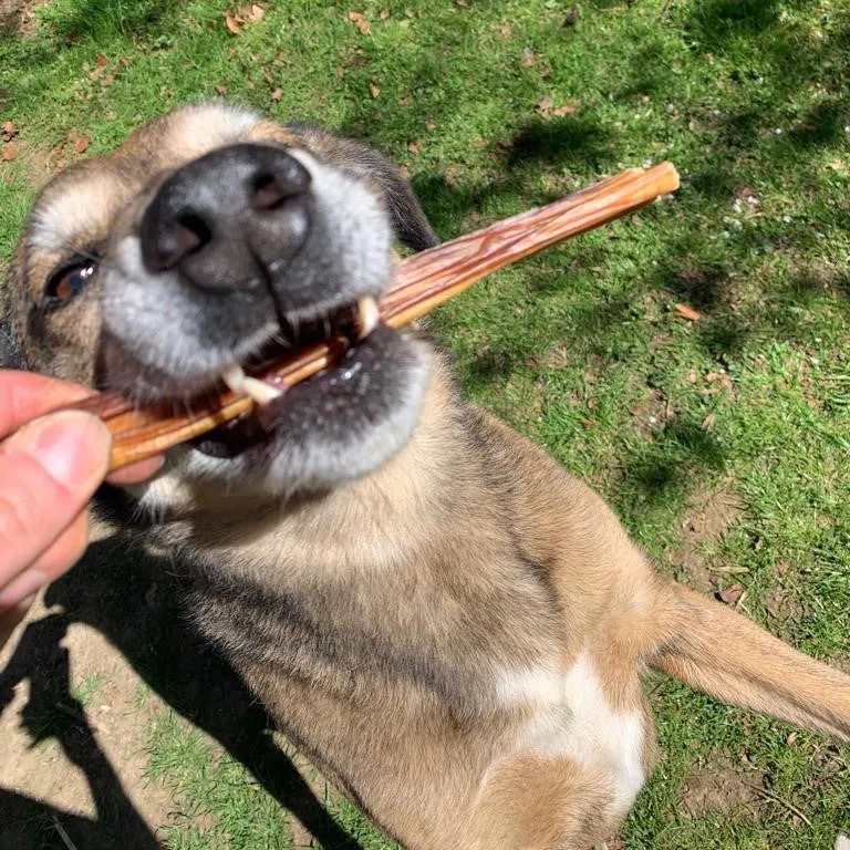 Schweine-Darmstangen 20cm - Schweine-Spaghetti
