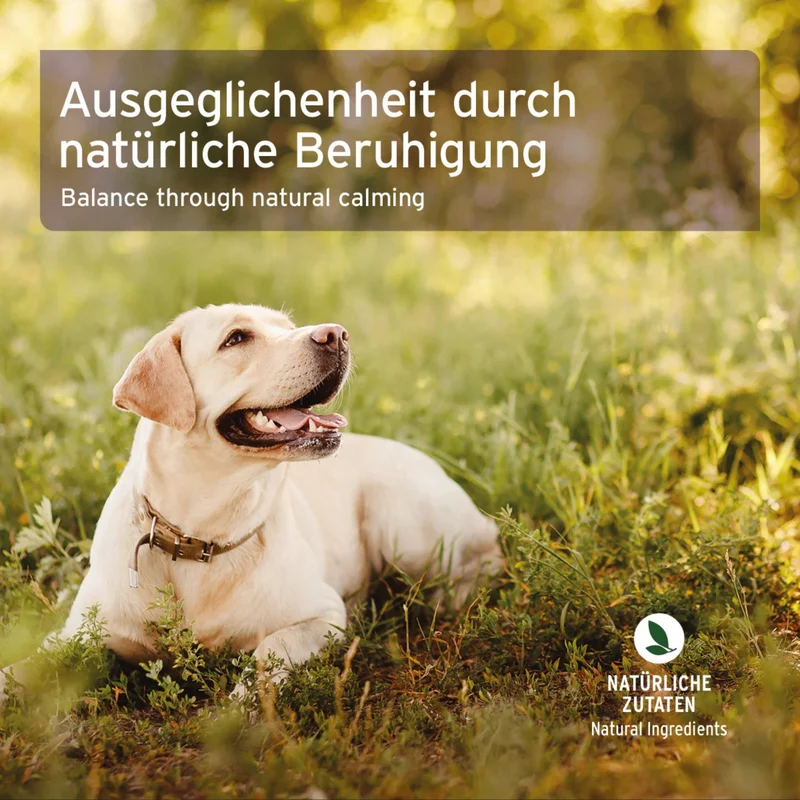 AniForte Bachblüten Cherry Plum Gelassenheit-Globuli für Hunde – Natürliche Beruhigung bei Stress, Angst & Nervosität