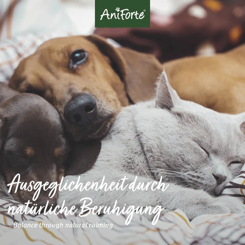 AniForte Bachblüten Wohlfühl-Globuli gegen Stress & Angst bei Hunden – Natürliche Beruhigung bei Nervosität, Unruhe & Angststörungen