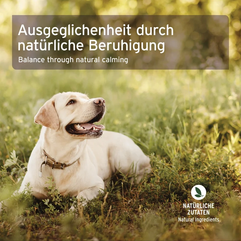 AniForte Bachblüten Protest-Globuli für sture Hunde – Natürliche Unterstützung bei trotzigem Verhalten