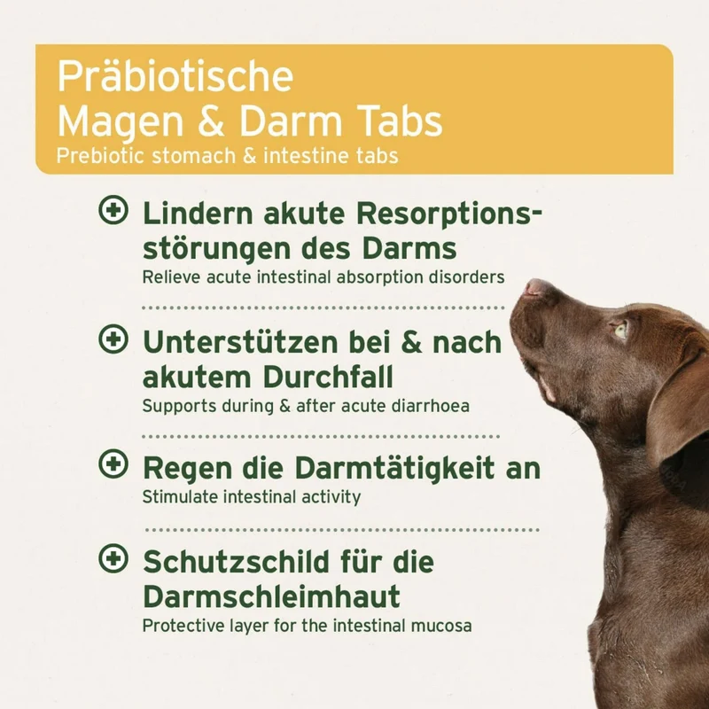 AniForte PLUS Magen & Darm Tabletten für Hunde – Natürliche Unterstützung bei Verdauungsproblemen, Durchfall & Blähungen – Expertenformel zur Stärkung der Darmflora