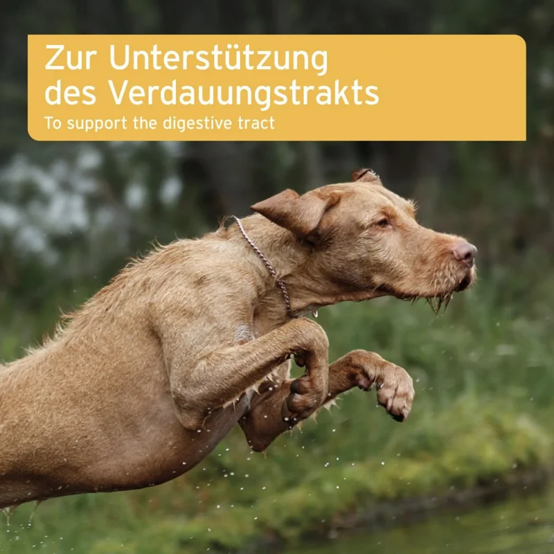 AniForte PLUS Magen & Darm Tabletten für Hunde – Natürliche Unterstützung bei Verdauungsproblemen, Durchfall & Blähungen – Expertenformel zur Stärkung der Darmflora