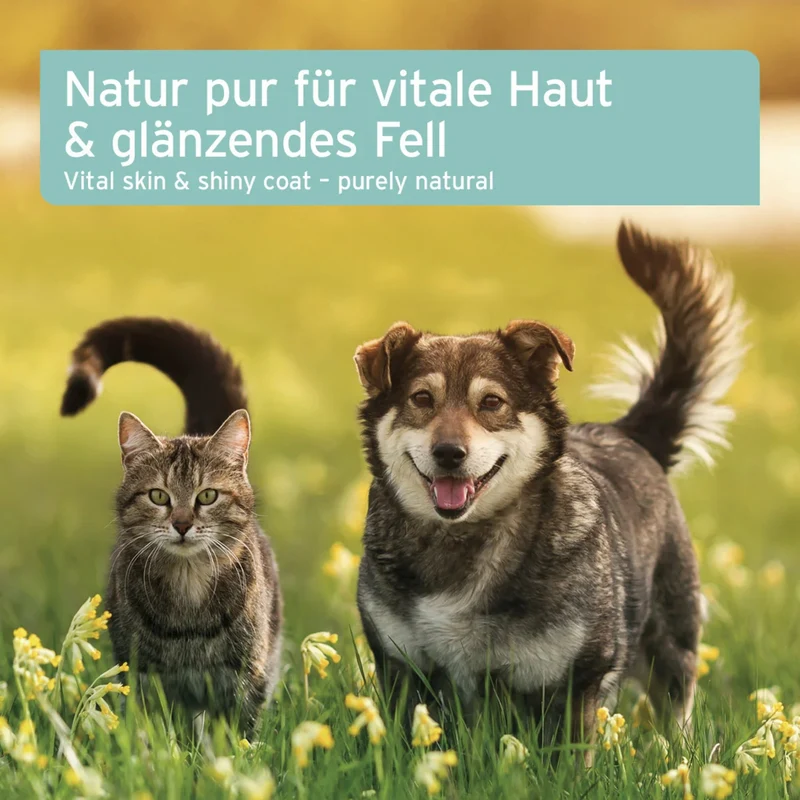 AniForte Fellharmonie Futteröl für Hunde & Katzen – Premium Omega-3 & Omega-6 Öl-Mix mit Lachsöl, Hanföl & Nachtkerzenöl für glänzendes Fell, gesunde Haut & weniger Juckreiz