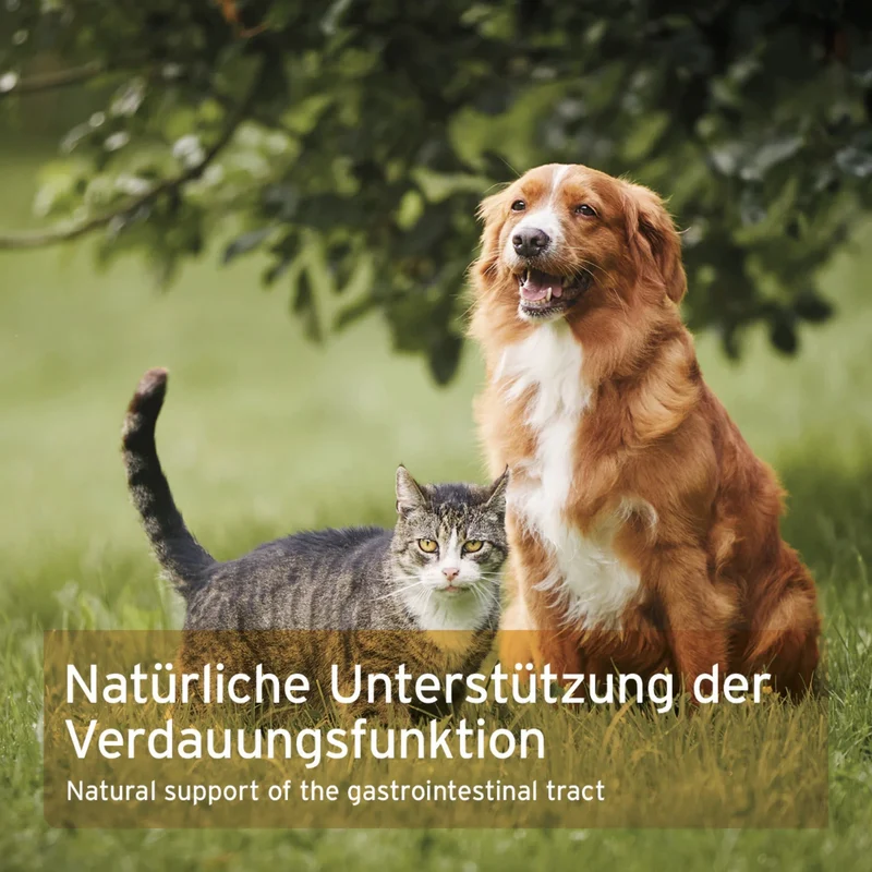 AniForte Flohsamenschalen für Hunde & Katzen - Natürliche Verdauungshilfe mit 95% Reinheit in Premium Rohkost-Qualität