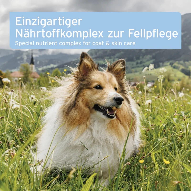 AniForte PLUS Fell & Haut Tabletten für Hunde – Natürliche Unterstützung für glänzendes Fell, gesunde Haut und weniger Juckreiz