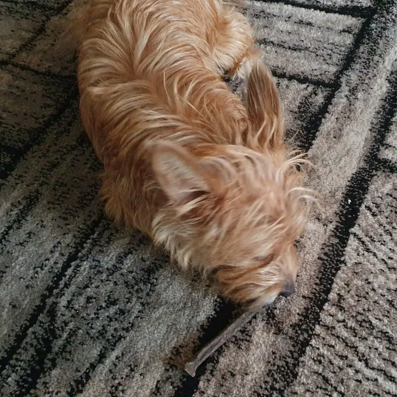 Pferde-Sticks