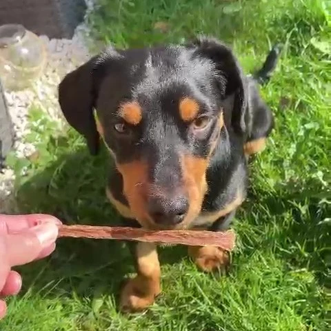 Straußen-Sticks