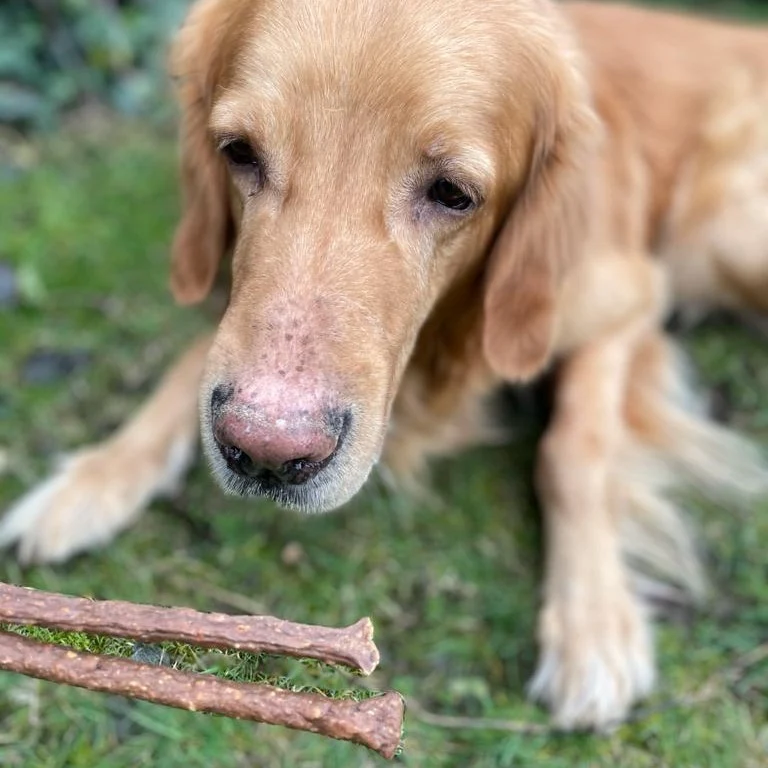 Rinder-Sticks