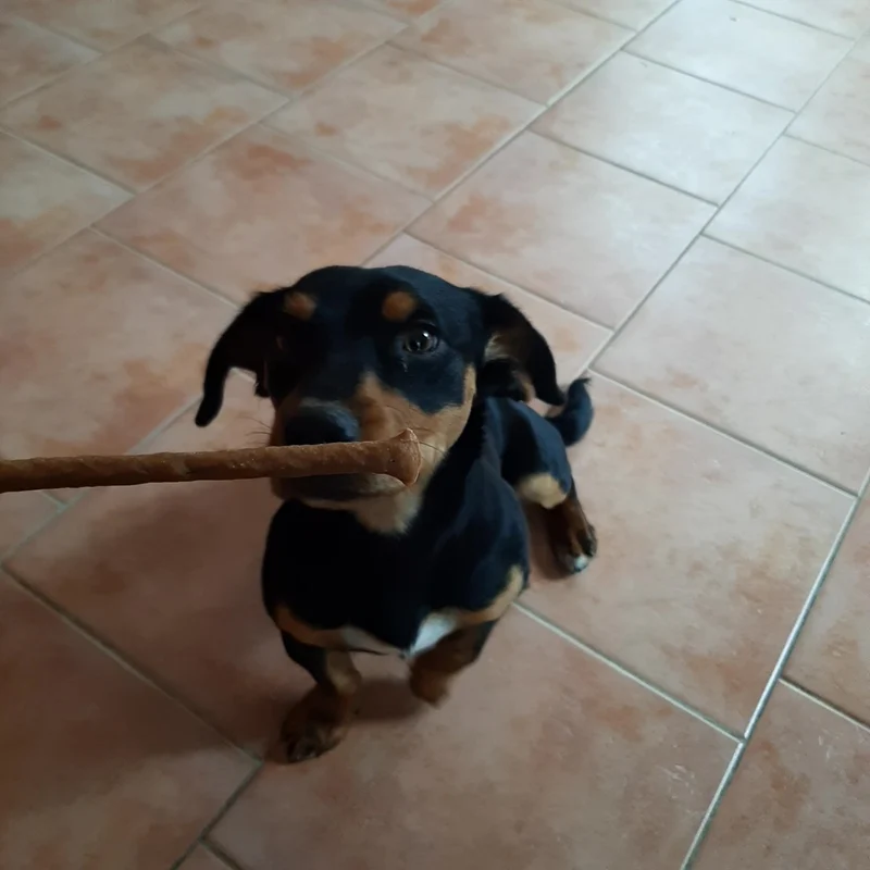 Lachs-Sticks