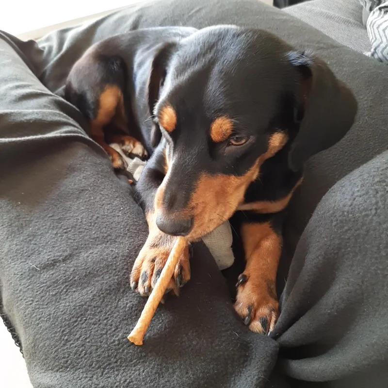 Seebarsch-Sticks