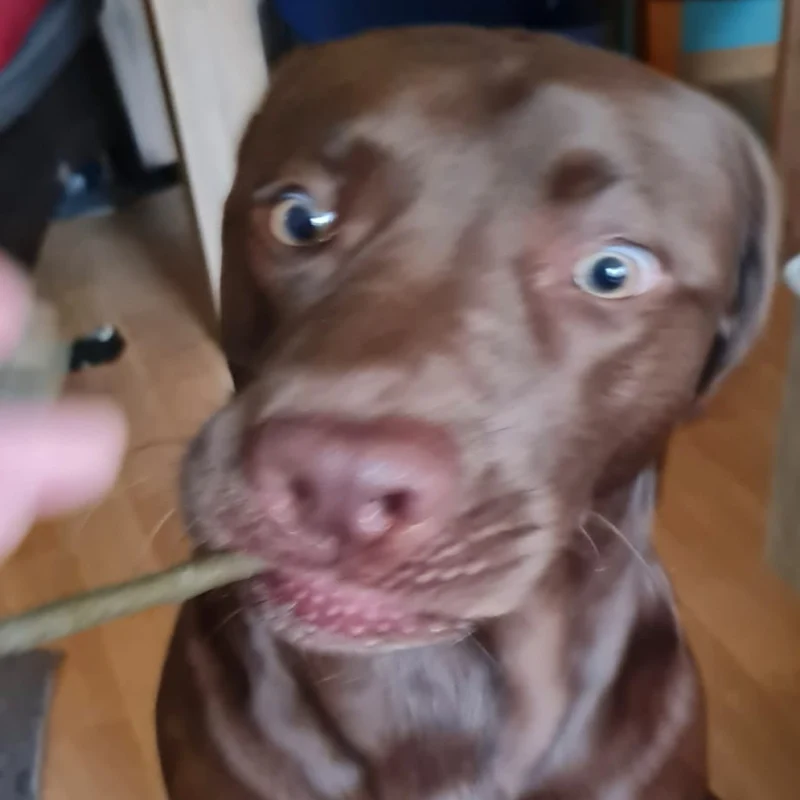 Seebarsch-Sticks
