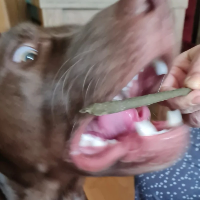 Seebarsch-Sticks