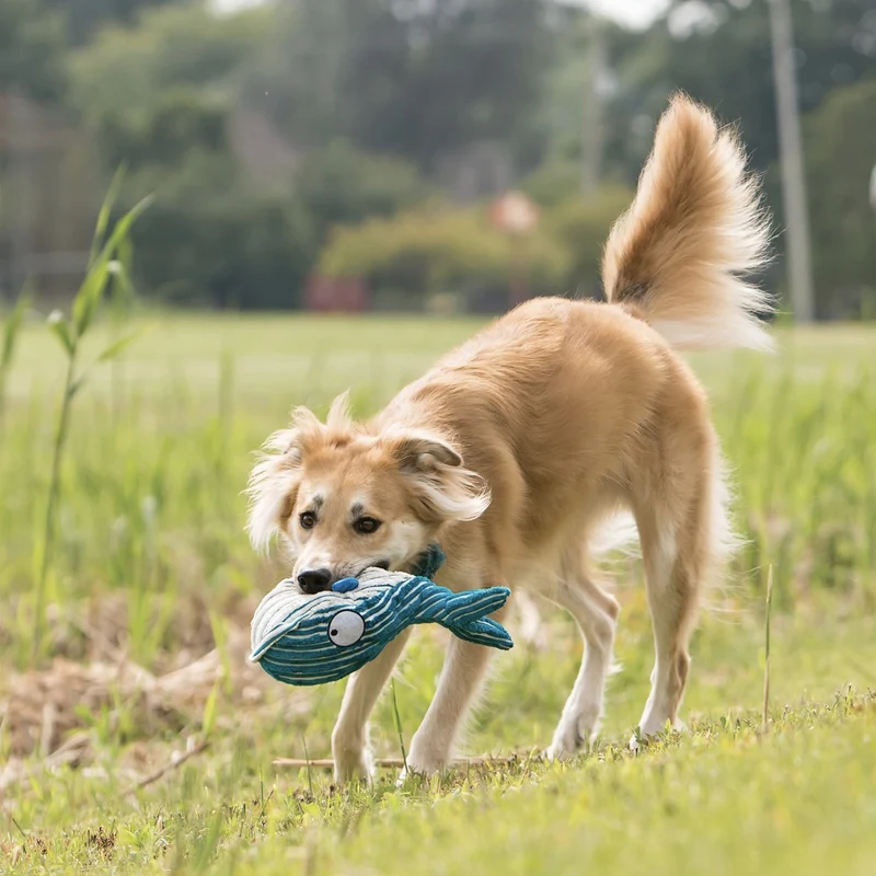 KONG CuteSeas Octopus – Interaktives Hundespielzeug mit Quietscher & Knisterfolie für Welpen und kleine Hunde