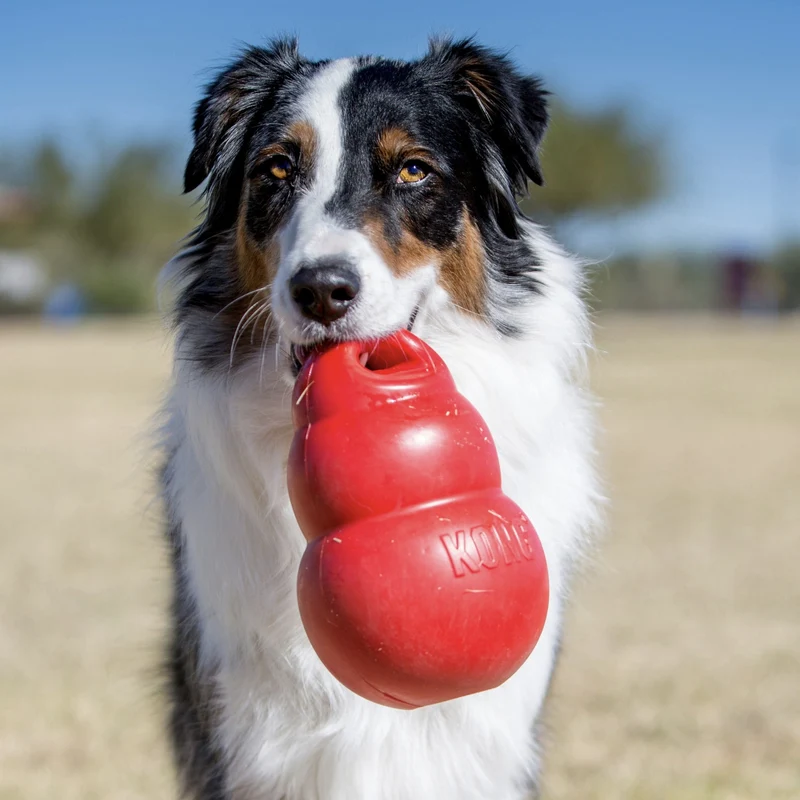 KONG Bounzer – Federleichtes Hundespielzeug mit Extra-Sprungkraft für aktive Hunde & Welpen