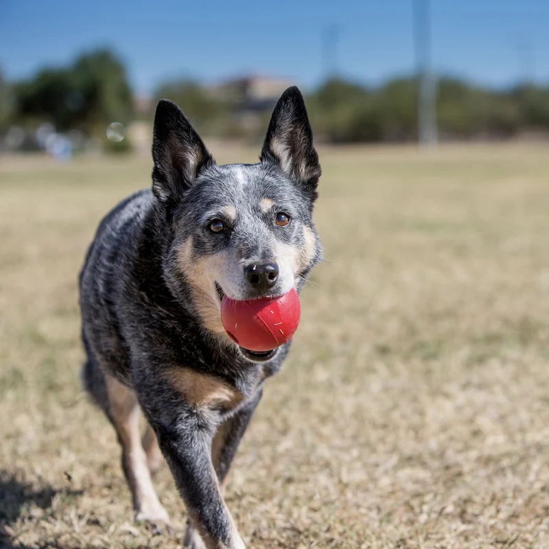 KONG Ball – Unzerstörbares Premium-Hundespielzeug aus Naturkautschuk für starke Kauer, Apportieren & mentale Auslastung