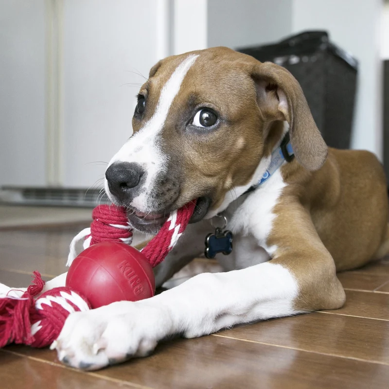 KONG Ball mit Seil – Robustes Hundespielzeug aus Naturkautschuk für Apportieren, Zerren & Kauen