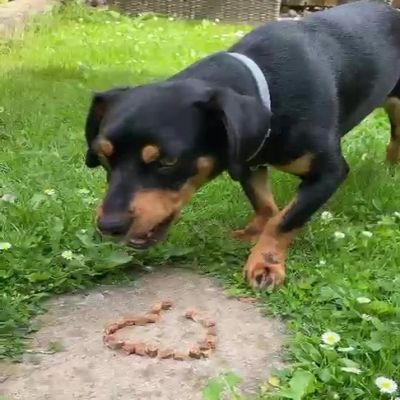 Enten-Sticks-Trainingssnack