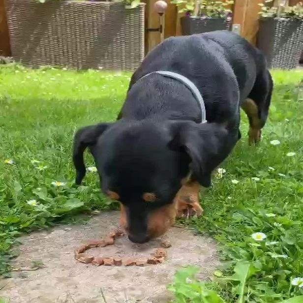 Enten-Sticks-Trainingssnack