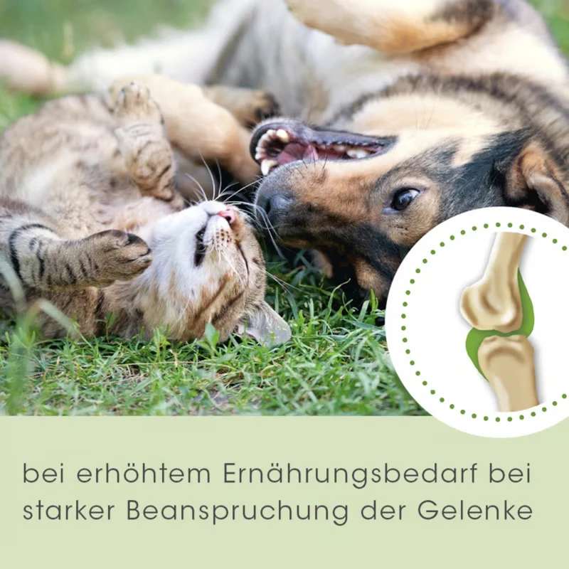 cdVet ArthroGreen Classic – Natürliche Gelenkunterstützung für aktive Hunde mit Grünlippmuschel, Vitaminen & Spurenelementen
