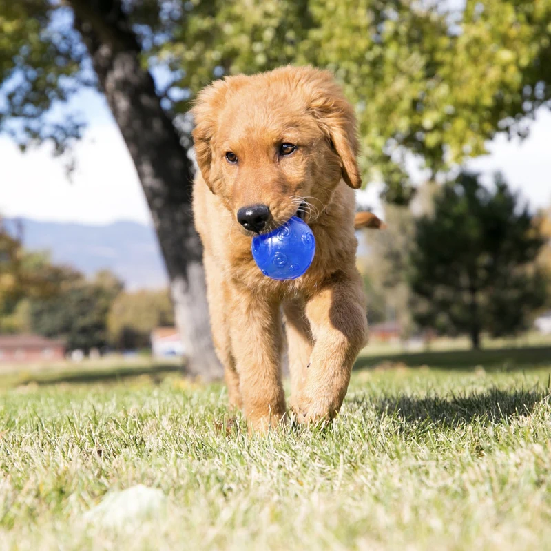 KONG Squeezz Ball – Quietschendes Hundespielzeug für aktive Hunde, robust & langlebig