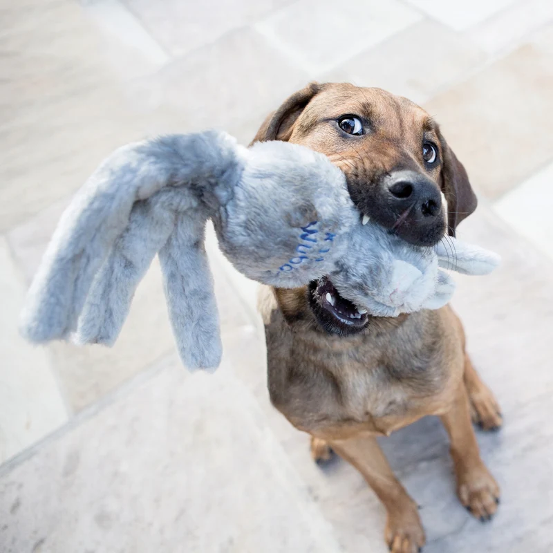 KONG Wubba Friends – Interaktives Hundespielzeug mit Quietscher für aktive Hunde, Apportieren & Zerrspiele