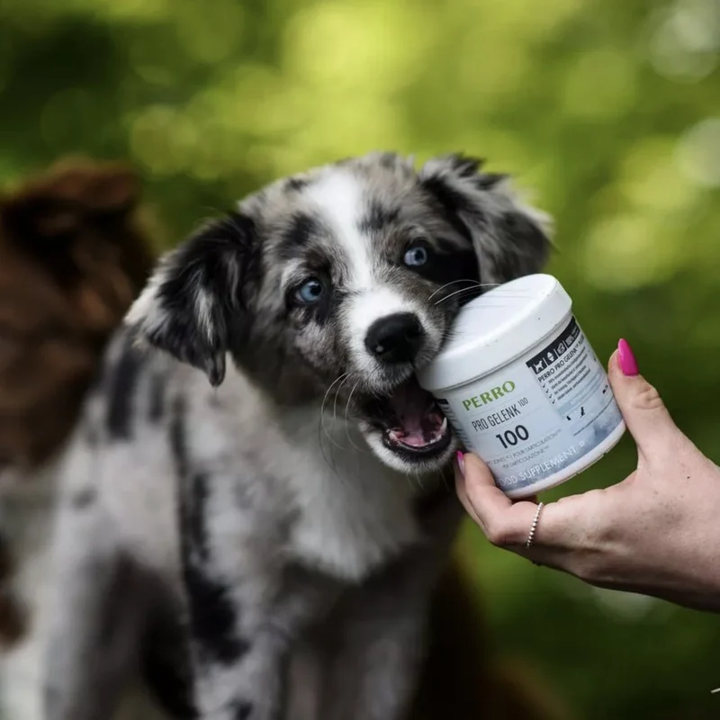 Perro Pro Gelenk100 Grünlippmuschelpulver – Natürliche Gelenkunterstützung bei HD, ED & Arthrose für aktive Hunde