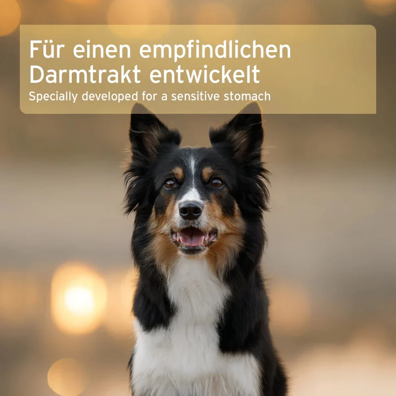 AniForte Bio Morosan Schonkost für Hunde – Natürliche Hilfe bei Durchfall & Verdauungsproblemen, Bio-Qualität mit Morosuppe