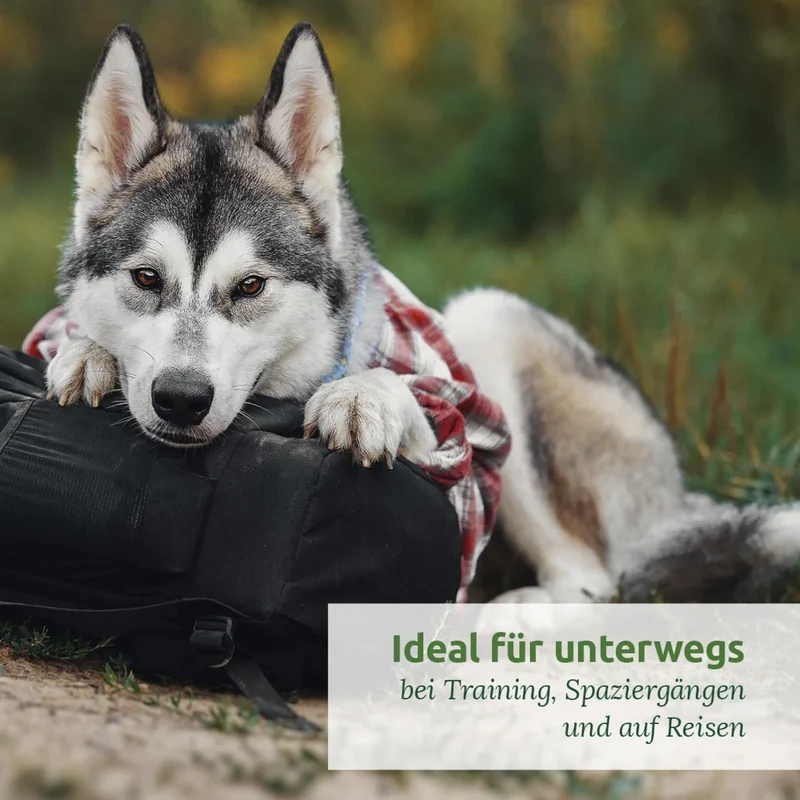 AniForte Hundetrinkflasche für unterwegs – Auslaufsicher & Hygienisch für Spaziergänge, Wanderungen & Reisen