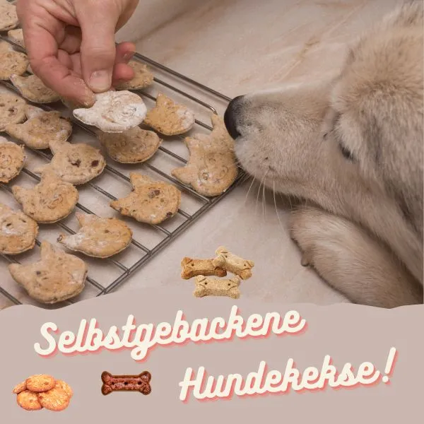 Pferde-Mehl