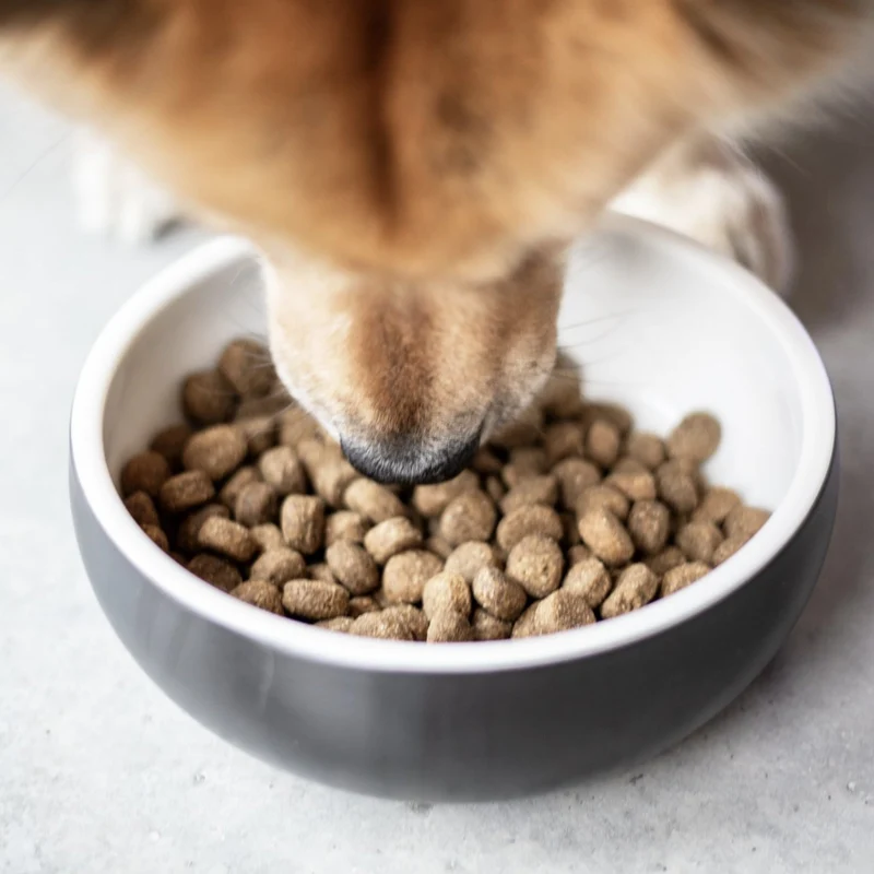 The Goodstuff Adult Dogs Pferd Trockenfutter – Hypoallergen & Getreidefrei für sensible Hunde mit Futtermittelallergien und Unverträglichkeiten