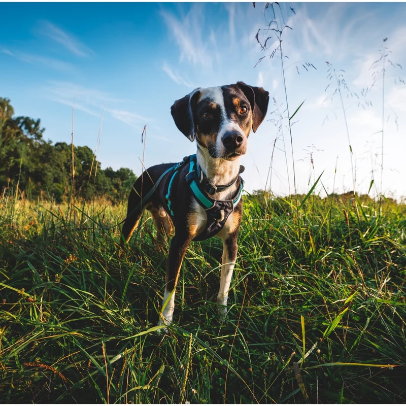 Ruffwear Hi & Light Collar – Ultraleichtes, reflektierendes Hundehalsband für aktive Abenteurer und sportliche Vierbeiner