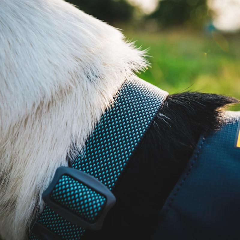 Ruffwear Hi & Light Collar – Ultraleichtes, reflektierendes Hundehalsband für aktive Abenteurer und sportliche Vierbeiner
