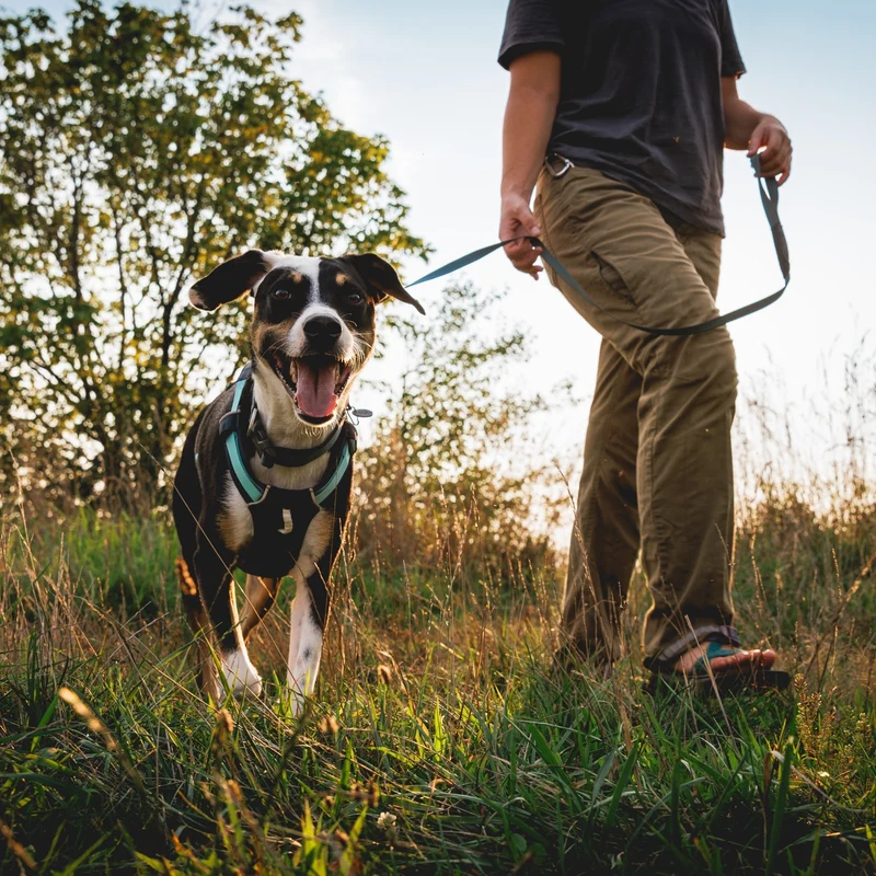 Ruffwear Hi & Light Collar – Ultraleichtes, reflektierendes Hundehalsband für aktive Abenteurer und sportliche Vierbeiner