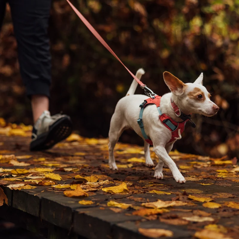 Ruffwear Hi & Light Collar – Ultraleichtes, reflektierendes Hundehalsband für aktive Abenteurer und sportliche Vierbeiner