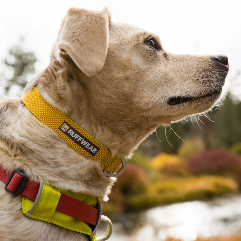 Ruffwear Hi & Light Collar – Ultraleichtes, reflektierendes Hundehalsband für aktive Abenteurer und sportliche Vierbeiner