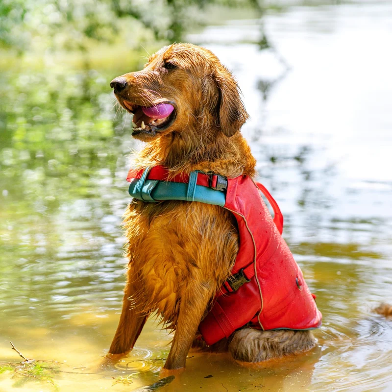 Kurgo Surf N Turf Hundeschwimmweste – Maximale Sicherheit & Auftrieb für Wasserabenteuer mit deinem Hund