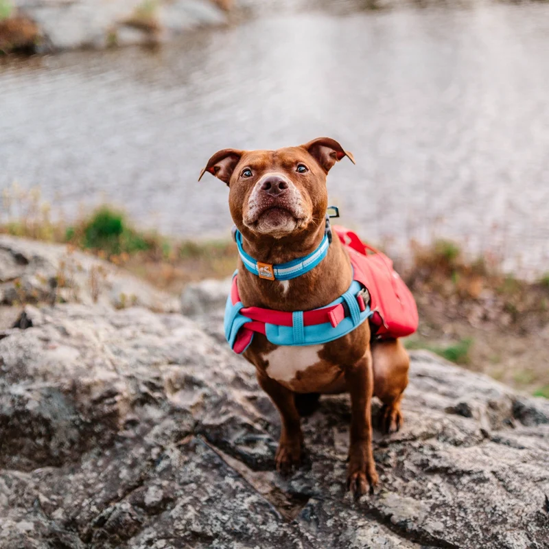 Kurgo Surf N Turf Hundeschwimmweste – Maximale Sicherheit & Auftrieb für Wasserabenteuer mit deinem Hund