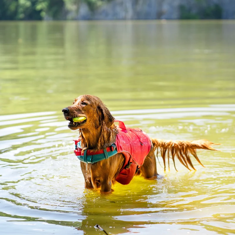 Kurgo Surf N Turf Hundeschwimmweste – Maximale Sicherheit & Auftrieb für Wasserabenteuer mit deinem Hund