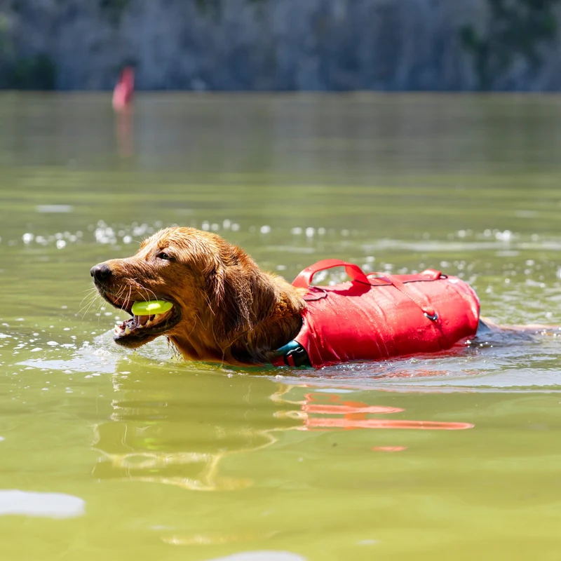 Kurgo Surf N Turf Hundeschwimmweste – Maximale Sicherheit & Auftrieb für Wasserabenteuer mit deinem Hund